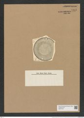 Pseudauliscus pulvinatus Cleve (de-Toni-Nr.: Genus 172, Species 4425) Zeichnungen Sammlung Grunow Nr. 7985 (NHMW-BOT-W0377278)